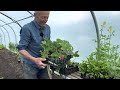Spacing Plants Efficiently and Effectively with Charles Dowding