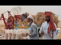 Incredible Traditional Village Life Pakistan  Wheat Harvesting with oxen | Old Culture Punjab