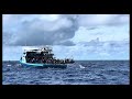 Skipjack tuna Maldives