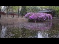 Rain Sound Deoksugung Pond Rainy Scenery - White Noise 3 Hours