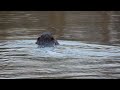 Beaver eats with its hands and steers with its tail
