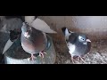 Young Serbians great wings looking strong pigeon highflyers in the Loft