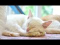 Relaxing Music with Cat Purrs | Stress Relief and Calmness