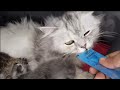Rescuing 1 old day newborn abandoned kittens - Adopted & Nursed by Foster Mom Cat Coco