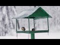 4K Songs of Birds in Winter - Nature Relax Video with Real Birds' Chirping