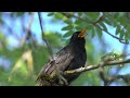 2 Hours Blackbird Singing | Springtime Bird Song | Relaxing Nature Sounds and Video