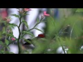 Crimson Sunbird Footage (Sony CX900)