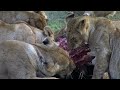 Masai Mara - safari adventure in a wildlife paradise - Predators, big herds and wildebeest migration