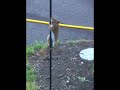 Squirrel on Greased Pole