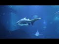 Piano relaxing music soothing fish swimming