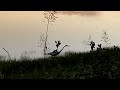 Portland Maine - Sunrise with Ducks and Egrets - June 13 2024