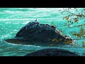 Autumn’s Radiance (Niagara Gorge 2022)