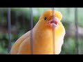 your canary will sing a lot, listen to this song now - canary singing