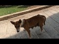 臭すぎてビックリするエジプト犬 #shorts