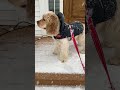 Henry the Cocker Spaniel Puppy (6 months) walking in the snow today January 7, 2022