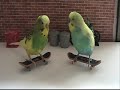 Trieste Visier's 5 step beginers course -how to train your budgies to skateboard