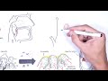 Tonsils - Clinical Anatomy (Palatine, lingual, tubal, adenoids)