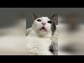 Funniest Animals 😄 New Funny Cats and Dogs Videos 😹🐶 - Happy Animals