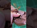 Giant Moth Trusts Her Rescuer To Raise Her Babies | The Dodo