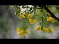 Relaxing Music Rain | Harmony and Relaxing Rain Sounds and Calm Music #rain