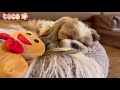 시츄 코코 🐶 • 귀여운 강아지 🐾 • 브이로그 🌸 • Vlog • 강아지 간식 🦴 • 사료탑쌓기챌린지 🌟 • 강아지 목욕 🛁 • Cute Shih Tzu Dog ✨