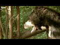 Deadly Sloth Bears Fight over Food | Deadly 60 | Earth Unplugged