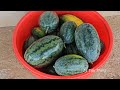 Harvesting a bountiful pumpkin garden at the family farm | Ly Tieu Trang