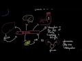 Pathophysiology - Type I diabetes | Endocrine system diseases | NCLEX-RN | Khan Academy