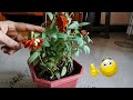 38.How to grow Zinnia flower plant|Easy to repot|blooming zinnias flowers