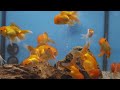 How To Lower pH In Aquariums (7 Ways) 👨‍🔬