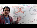 Neurology | Limbic System Anatomy & Function