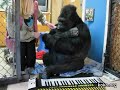 Koko plays an electronic keyboard