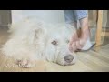 Sleeping Music for Dogs - Relaxing Music to Help Your Dog Sleep, Stress Relief Music.
