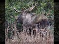 RECORD  BULL MOOSE Encounters GRIZZLY,  enormous alaska trophy moose brown bears