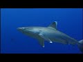 Sharks : Scavengers of the Seas