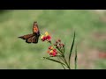 This Parasite is Cramping The Monarch Butterfly’s Style | Deep Look