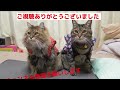 【超簡単】ネコにグルーミンググローブを使ってみた　I used grooming gloves on my cat. #ブラッシング #グローブ  #グルーミング