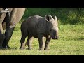 Cute Baby Animals 4K (60FPS) - Relaxation Film With Peaceful Relaxing Music And Animals Video
