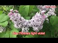 YOSHINO FLOWERING CHERRY TREE II BUSHES WITH PINK FLOWERS II PERENNIAL VIOLA FLOWERS MIXED🌸🌺