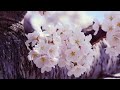 Beautiful Spring Flowers Scenery 🌸 Relaxing Ambient Piano Music & Nature Sounds