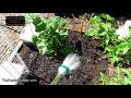 For New Gardeners - 5 Keys for Growing Cucumbers Successfully all Season Long: Fully Demonstrated!