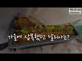 다알리아 가을 삽목 결과/겨울이어도 괜찮아요/겨울 가드닝