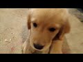 A random video of puppy's I edited cause I was bored