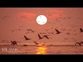 Relaxing Sleep Music: Deep Meditation Music,  Bird sounds ,  
