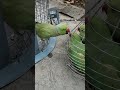 🦜 Parrot meet new friends and getting angry 😡 | #yt #parrotentertainment #funny  #youtubevideos