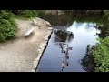 Stanley Park Canadian Geese Parade Vancouver