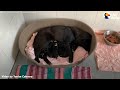 Stray Mama Dog Bundles Up In A Box With Her Puppies To Keep Them Warm | The Dodo