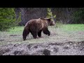 How to Identify Famous Grizzly 399  -  