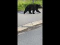 Black Bear Joins Lunchbreak