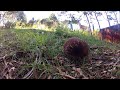 Echidna, Spikey visitor